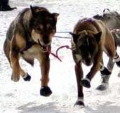 a dog running in the snow