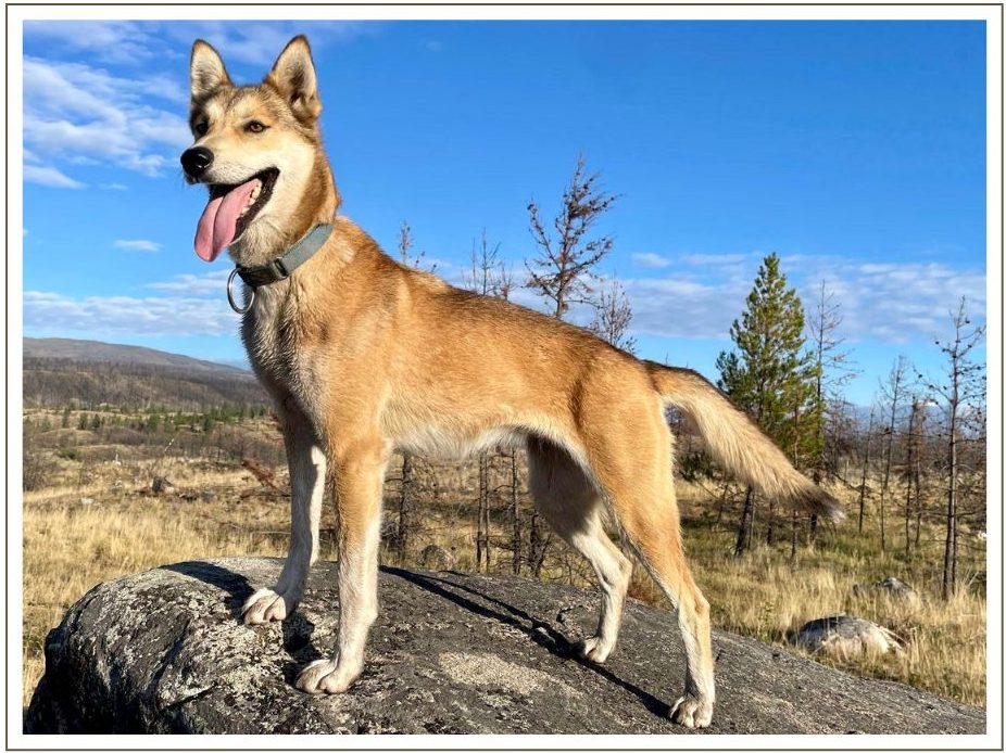 a dog standing on top of a field