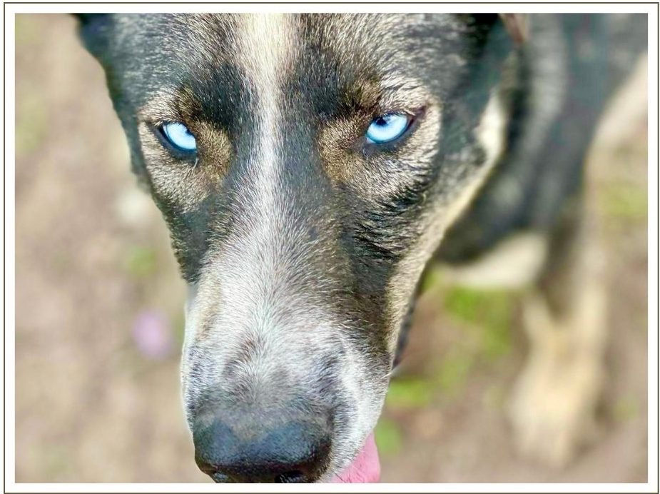 a dog looking at the camera