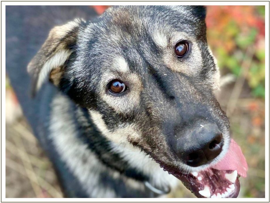 a close up of a dog