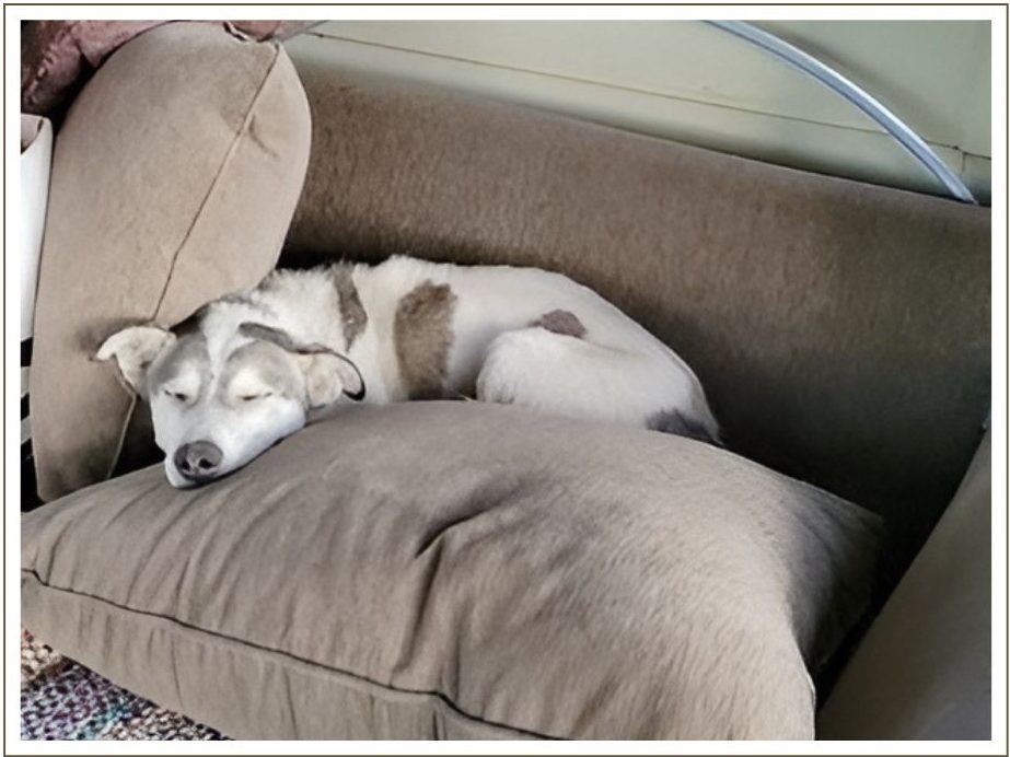 a dog lying on a sofa