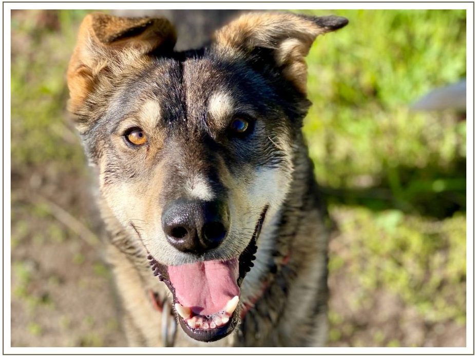 a dog looking at the camera