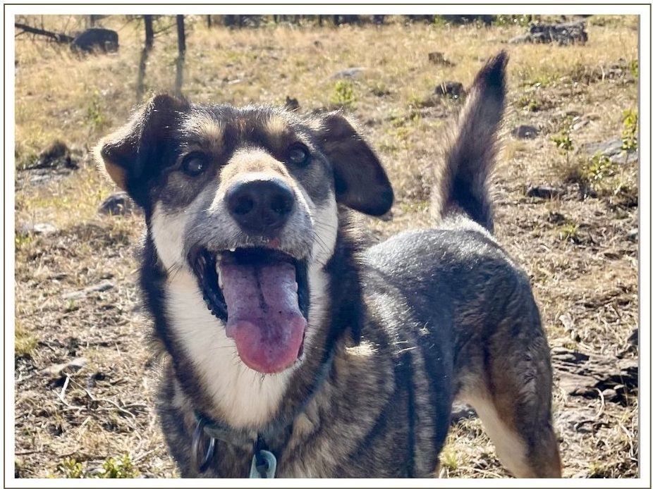 a dog looking at the camera