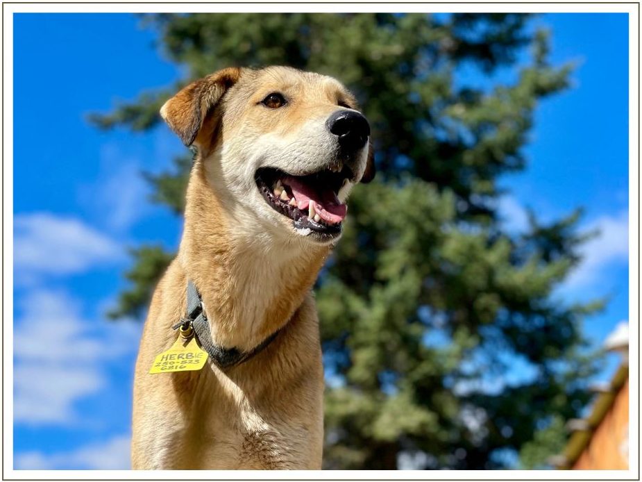 a dog looking at the camera