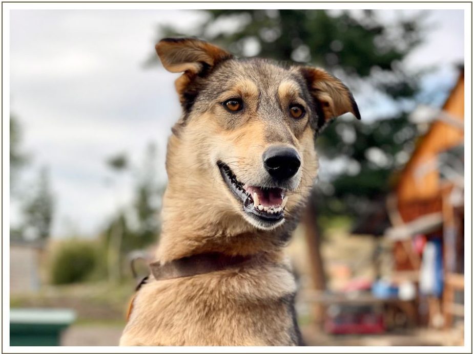 a dog looking at the camera