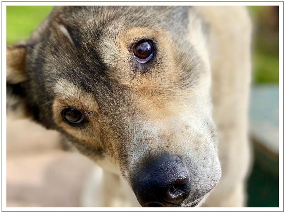 a close up of a dog looking at the camera