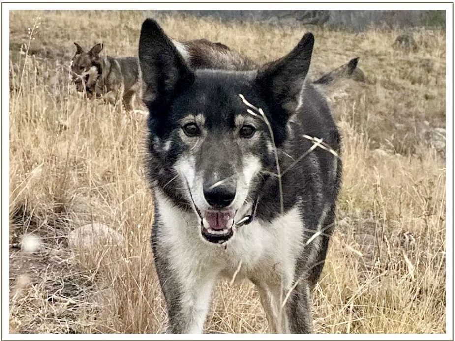 a dog standing on grass looking toward the camera