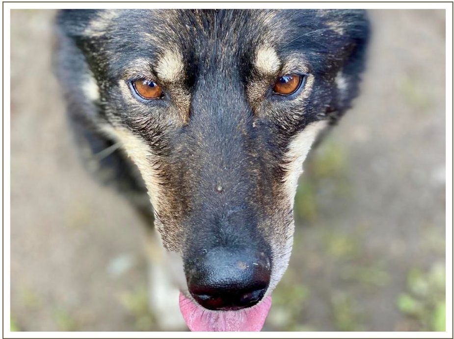 a dog looking at the camera