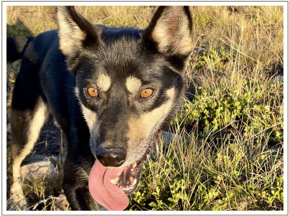 a dog looking at the camera