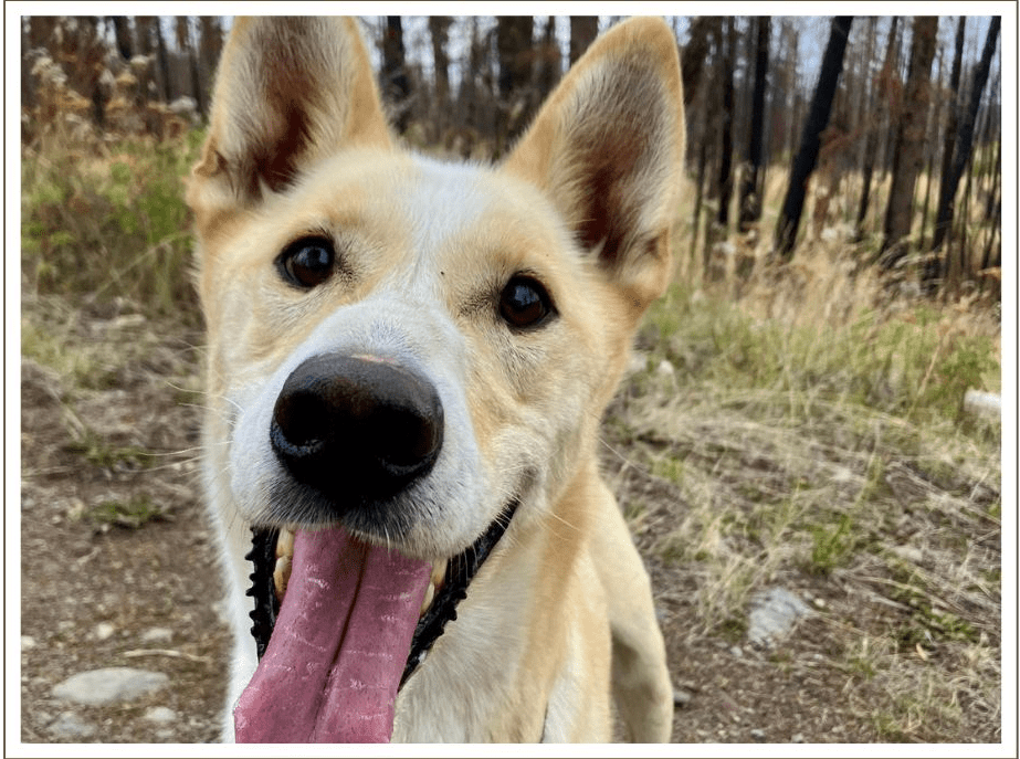 a dog looking at the camera