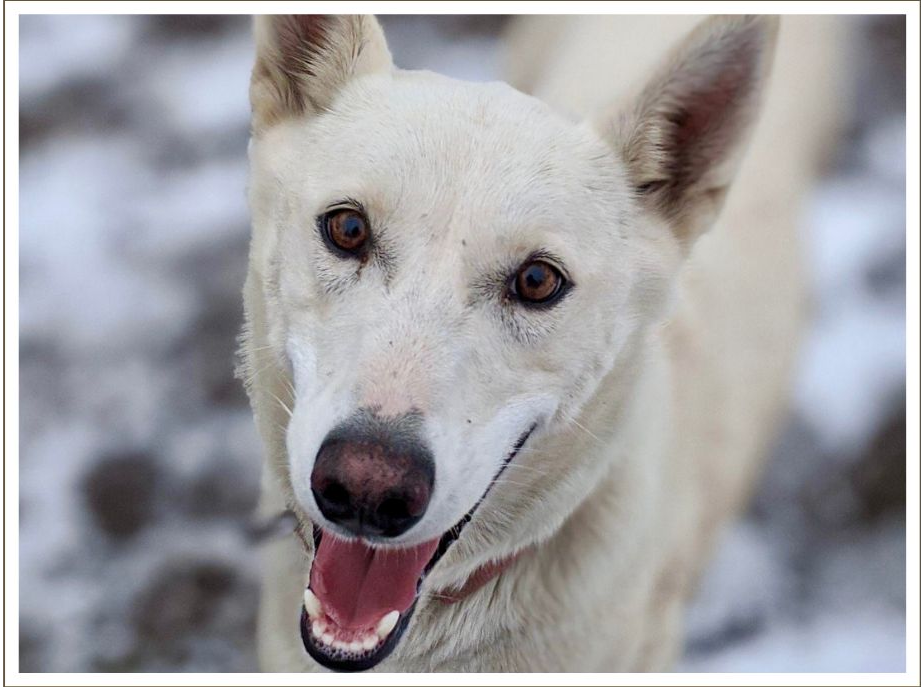 a dog looking at the camera