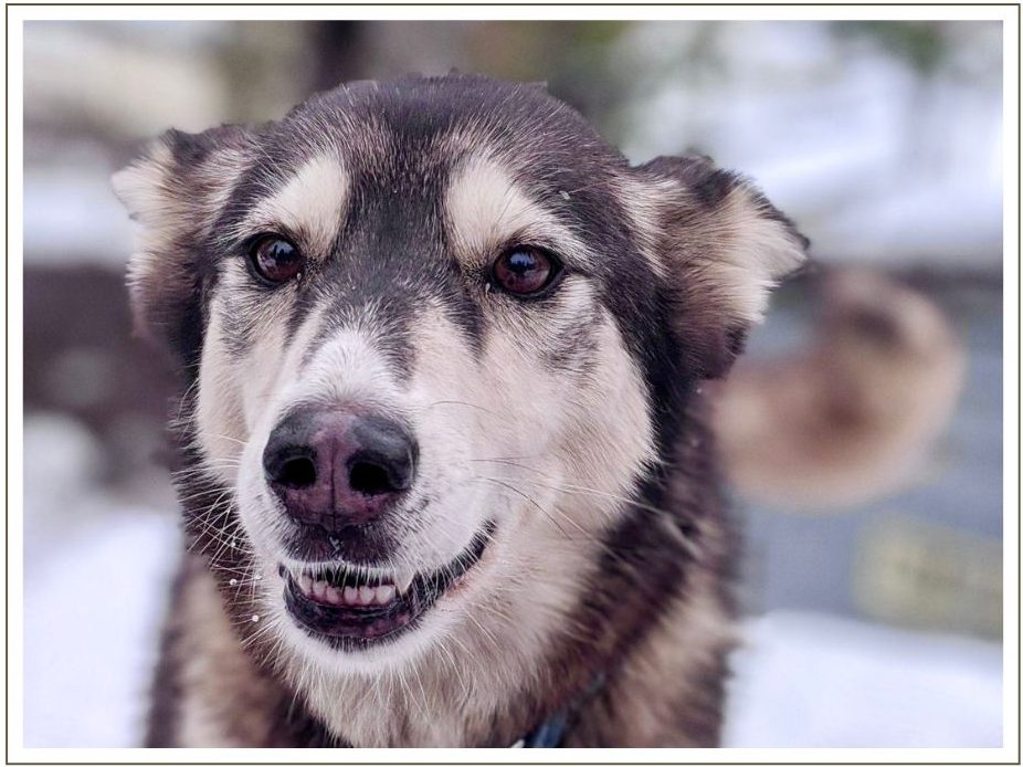 a dog looking at the camera